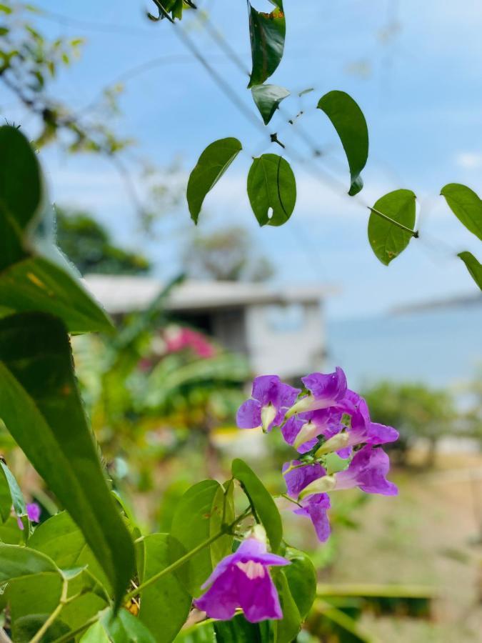 Coibahouse Guest house *